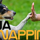 Illustration for article titled Scientists attempt to fight cancer by making human DNA from dogs